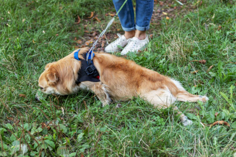 Agendamento de Fisioterapia e Reabilitação Animal Centro - Fisioterapia para Cachorro Ponta Grossa