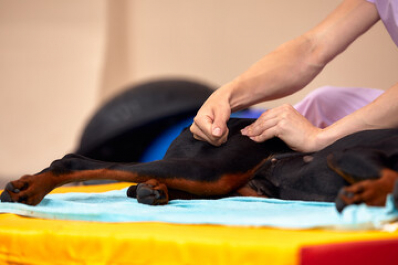 Agendamento de Fisioterapia em Animais de Grande Porte Órfãs - Fisioterapia para Cachorro