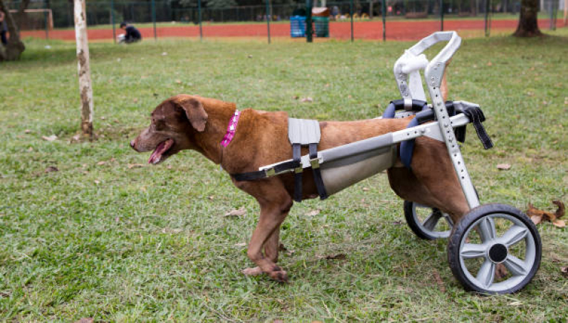 Agendamento de Fisioterapia em Animais Colônia - Fisioterapia para Cachorro Centro de Ponta Grossa