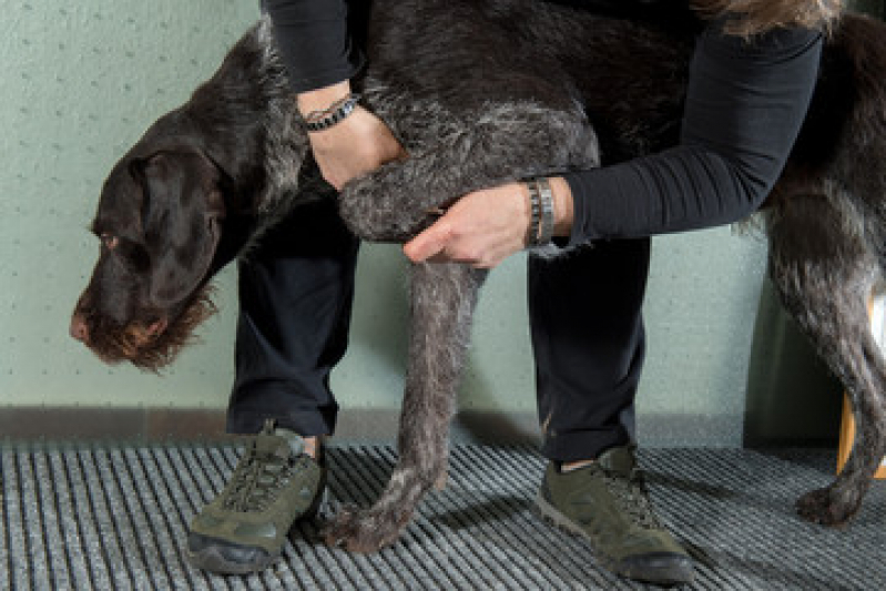 Agendamento de Fisioterapia para Cachorro de Médio Porte Olarias - Fisioterapia para Cachorro