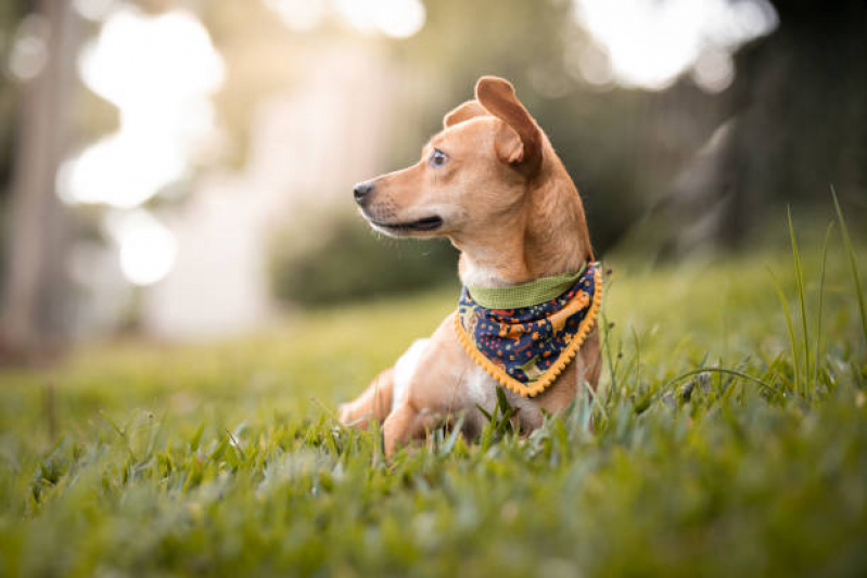 Agendamento de Fisioterapia para Cachorro Contorno - Fisioterapia para Cães