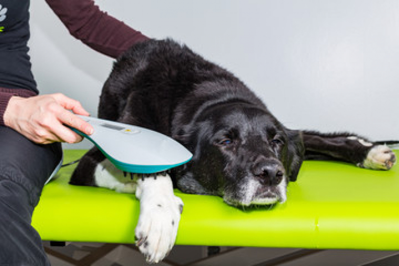 Agendamento de Fisioterapia para Cães e Gatos Guarauninha - Fisioterapia e Reabilitação Animal