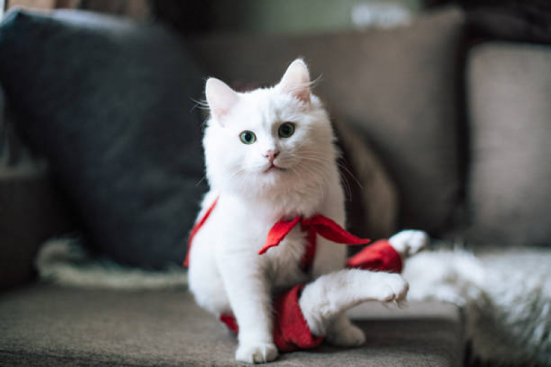 Agendamento de Fisioterapia para Gato Pugas de Cima - Fisioterapia para Animais de Pequeno Porte