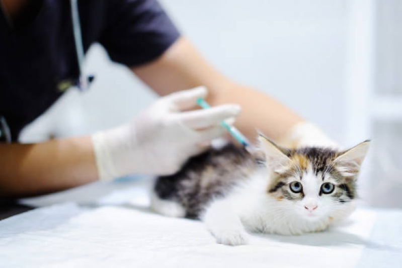 Aplicação de Vacina Anti Rábica Pugas de Cima - Vacina contra Raiva Gato