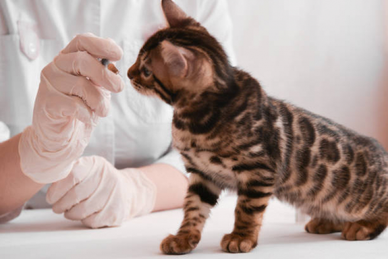 Aplicação de Vacina Antirrábica Animal Palmeira - Vacina de Raiva Gato