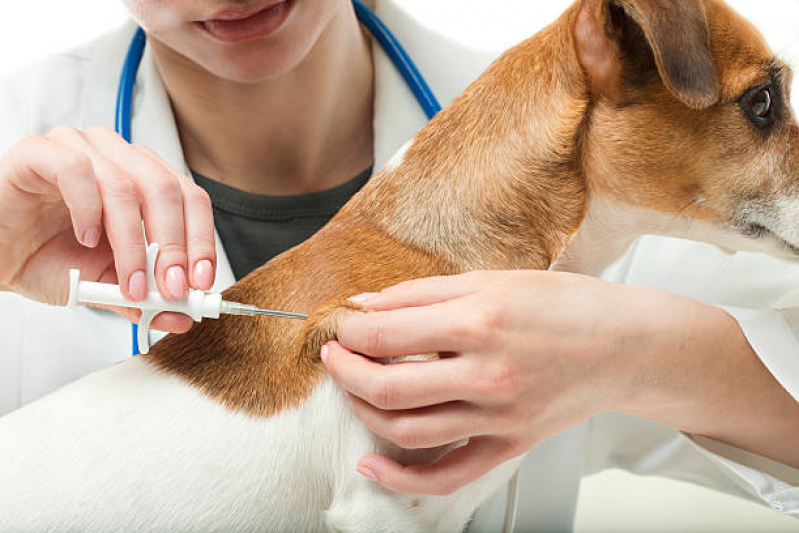 Aplicação de Vacina Antirrábica Cachorro Contorno - Vacina Raiva Gato