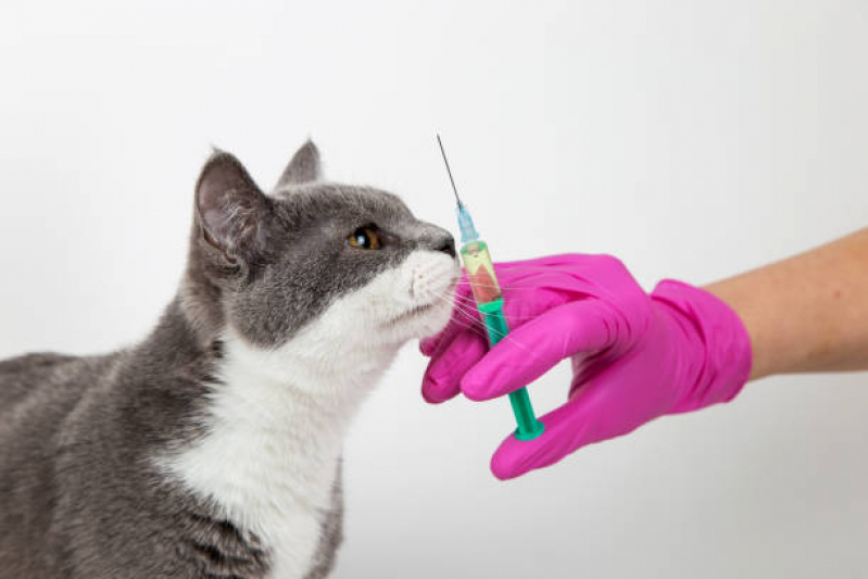 Aplicação de Vacina Antirrábica em Cachorro Fernandes Pinheiro - Vacina da Raiva para Gatos