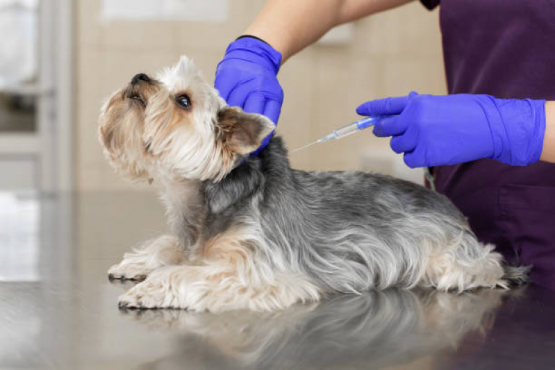 Aplicação de Vacina Antirrábica para Cachorro Castro - Vacina contra Raiva Cachorro