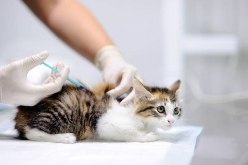 Aplicação de Vacina Antirrábica para Gato Guarauninha - Vacina de Raiva Gato