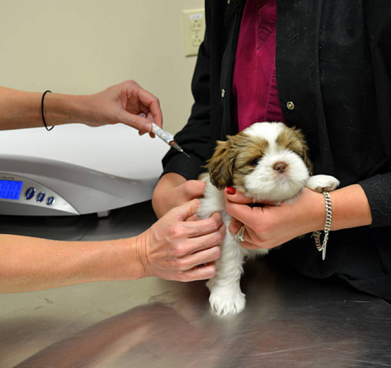 Aplicação de Vacina contra Raiva em Cachorro Estrela - Vacina contra Raiva Gato