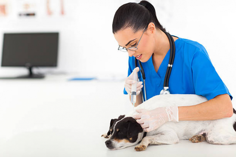 Aplicação de Vacina contra Raiva Gato Chapada - Vacina contra Raiva Cachorro