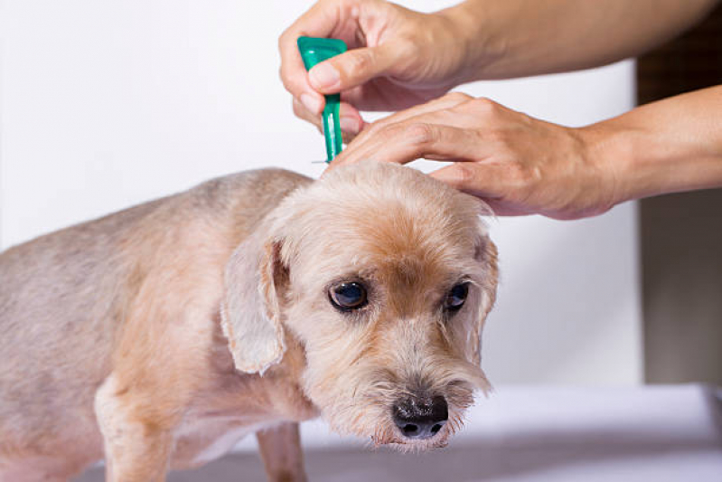 Aplicação de Vacina contra Raiva para Cachorro Tronco - Vacina para Filhote de Gato