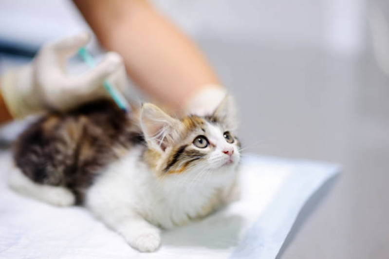 Aplicação de Vacina da Raiva para Gatos Castro - Vacina Antirrábica para Gatos