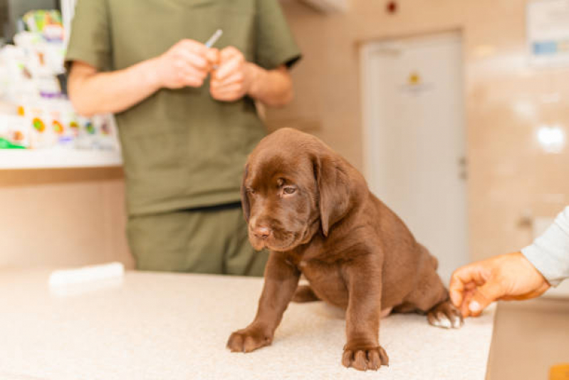 Aplicação de Vacina de Raiva para Cachorro Contorno - Vacina Antirrábica para Cães