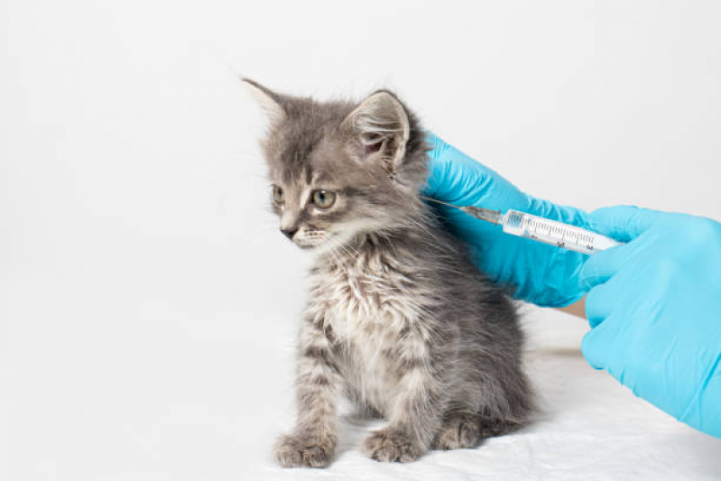 Aplicação de Vacina para Filhote de Gato Carambeí - Vacina Antirrábica para Gato