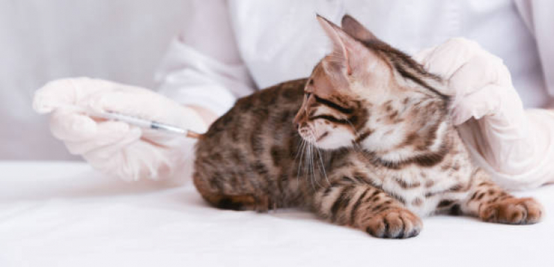 Aplicação de Vacina para Gato V4 Itaiacoca - Vacina Fiv Felv