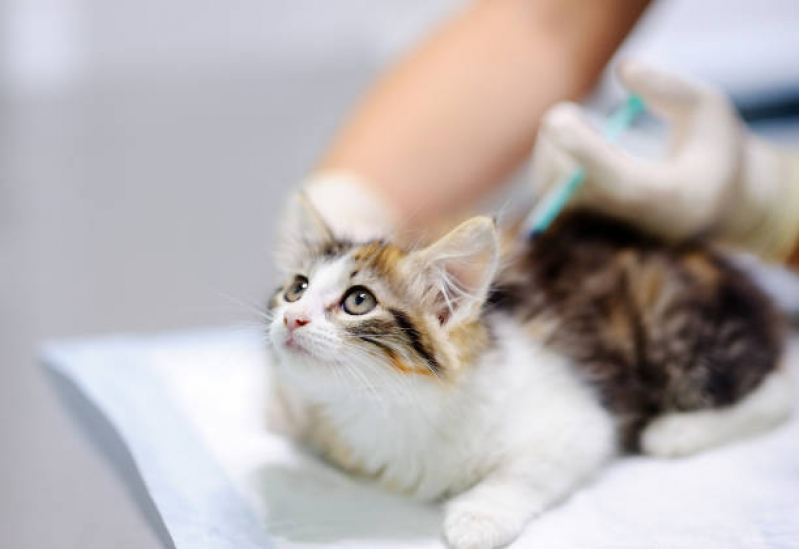 Aplicação de Vacina Raiva Gato Órfãs - Vacina contra Raiva Cachorro