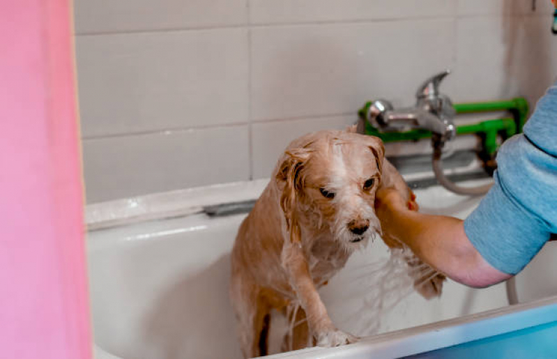 Banho e Tosa para Cachorro Telefone Sete Saltos - Banho em Gato Pet Shop