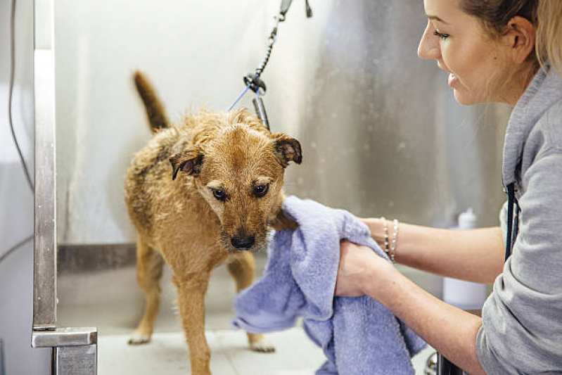 Banho e Tosa para Cachorro São Brás - Pet Shop Perto de Mim Banho e Tosa