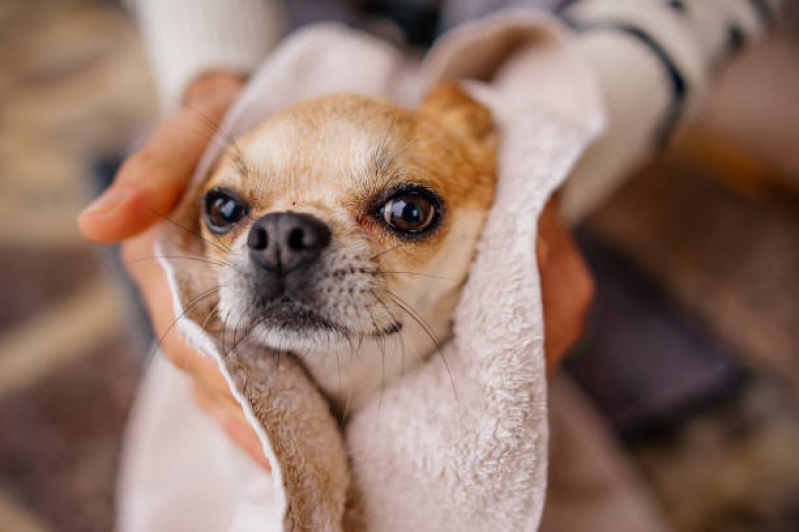 Banho e Tosa Perto de Mim Telefone São Silvestre - Banho e Tosa para Cachorro