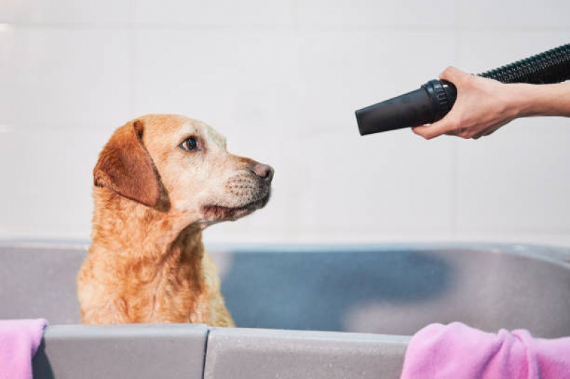 Banho e Tosa Pet Shop Telefone Fernandes Pinheiro - Banho e Tosa para Cachorro