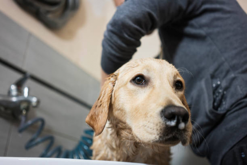 Banho e Tosa Pet Shop São Silvestre - Banho em Gato Pet Shop