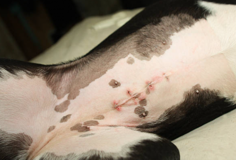 Castração de Cachorro Macho Marcar Passo do Pupo - Castração de Cães