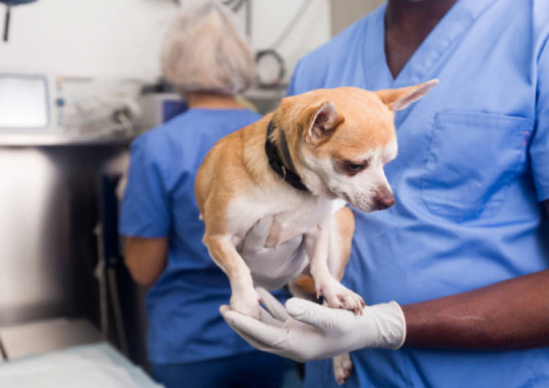 Castração em Cachorro Agendar Telêmaco Borba - Castração Pet