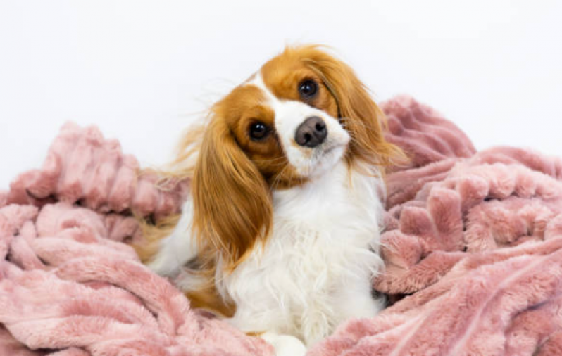 Castração Pet Clínica Nova Rússia - Castração Canina