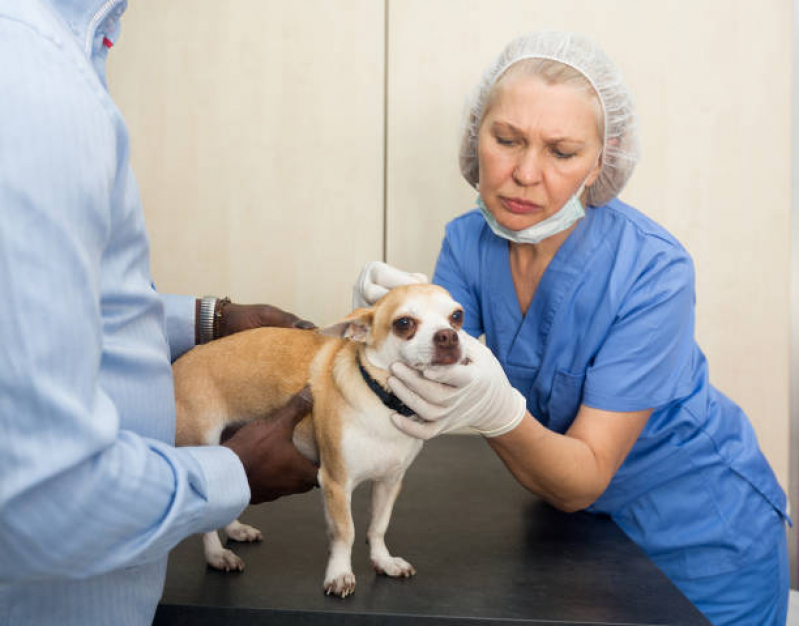 Cirurgia Castração Cachorro Agendar Três Pontões - Cirurgia para Cachorro