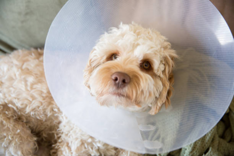 Cirurgia Castração Cachorro Sete Saltos - Cirurgia para Retirada de Tumor em Gatos