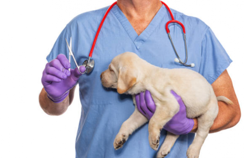 Cirurgia de Castração Cachorro Passo do Pupo - Castração Cachorro Macho