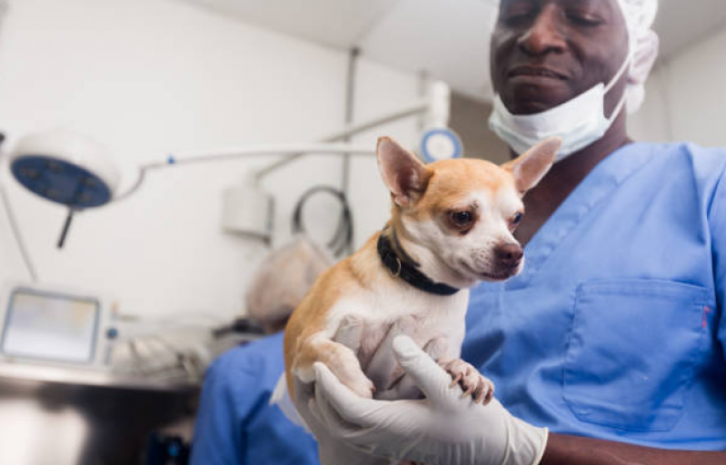 Cirurgia de Castração de Cachorra Fêmea Chapada - Castração em Cachorro Macho