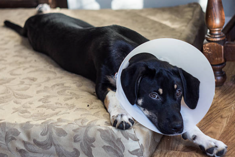 Cirurgia de Castração de Cachorra Pugas de Cima - Castração de Cães