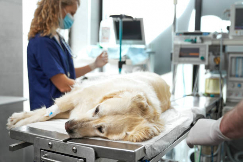 Cirurgia de Castração de Cachorro Agendar Três Córregos - Cirurgia de Castração de Cachorro Ponta Grossa