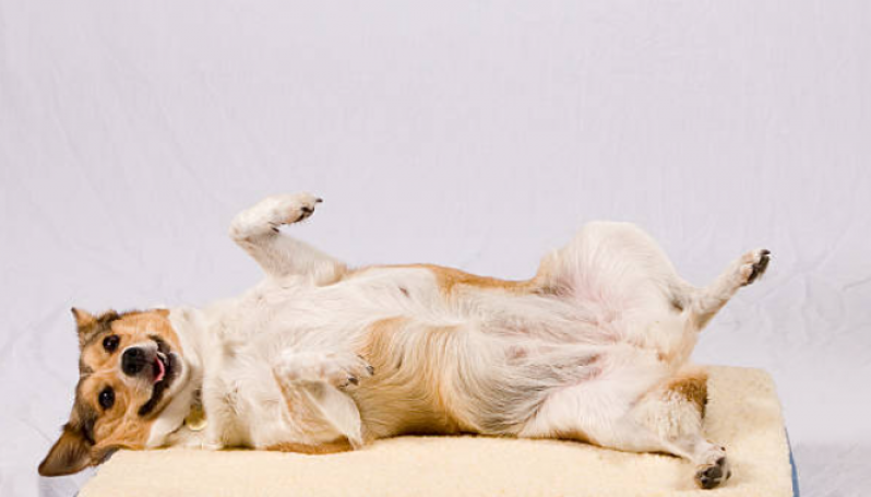 Cirurgia de Castração de Cachorro Macho Ronda - Castração de Cães
