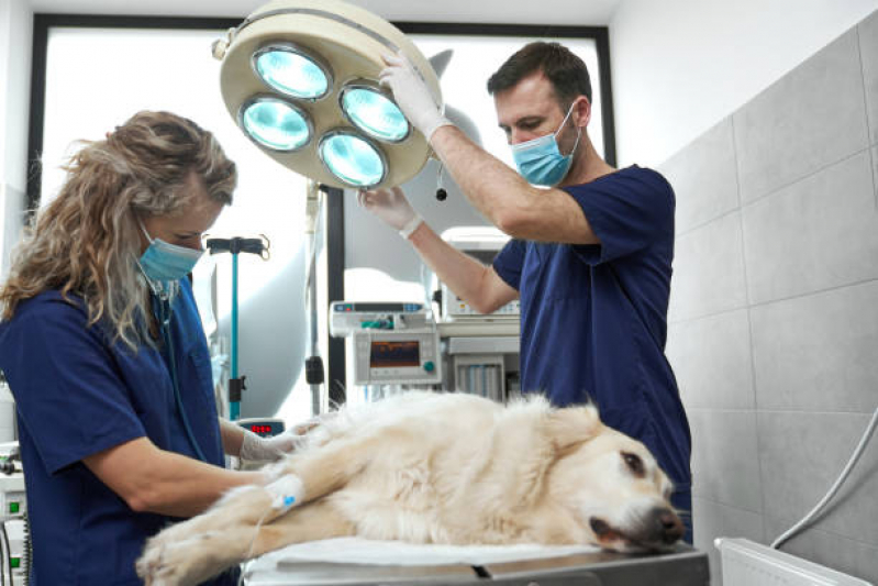 Cirurgia de Castração de Cachorro Colonia Dona Luzia - Cirurgia para Gatos
