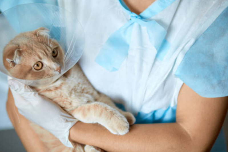 Cirurgia de Castração de Gata Lontrão - Castração Gato