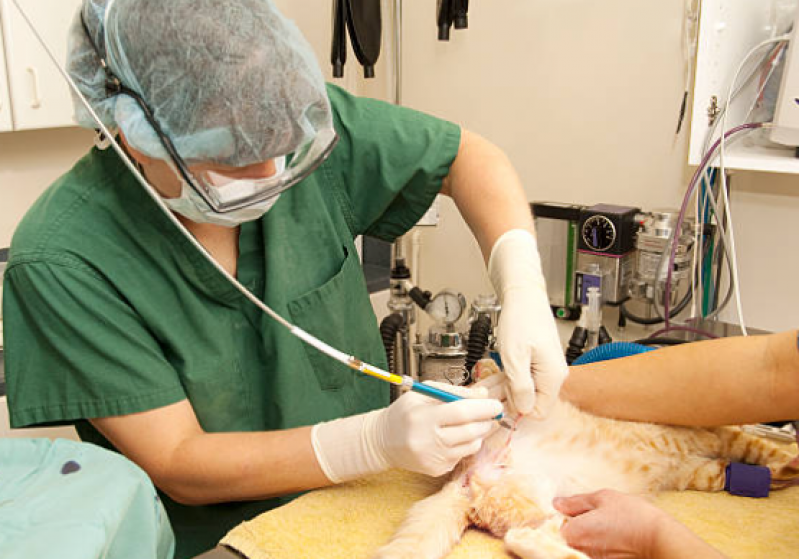 Cirurgia de Castração de Gato Tronco - Castração em Gatos
