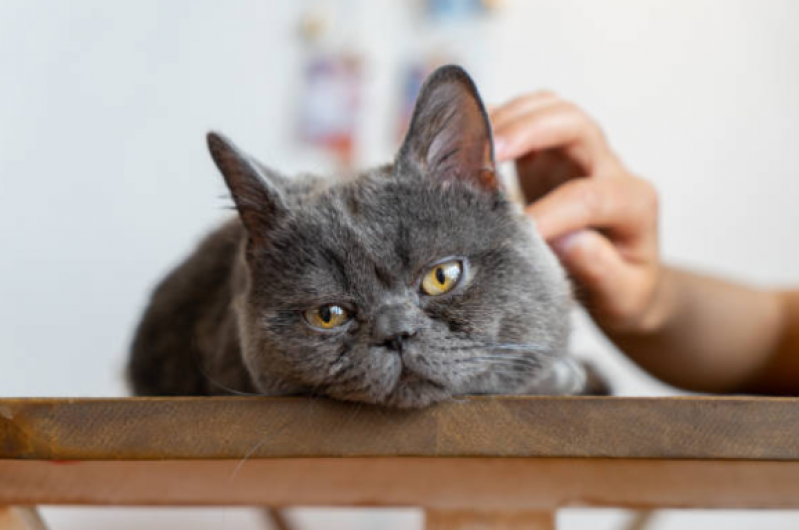Cirurgia de Castração em Gatos Órfãs - Castração Gato Macho