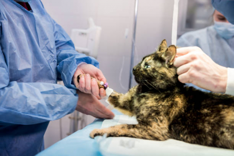 Cirurgia de Castração para Gatos Agendar Colonia Dona Luzia - Cirurgia de Castração para Gatos