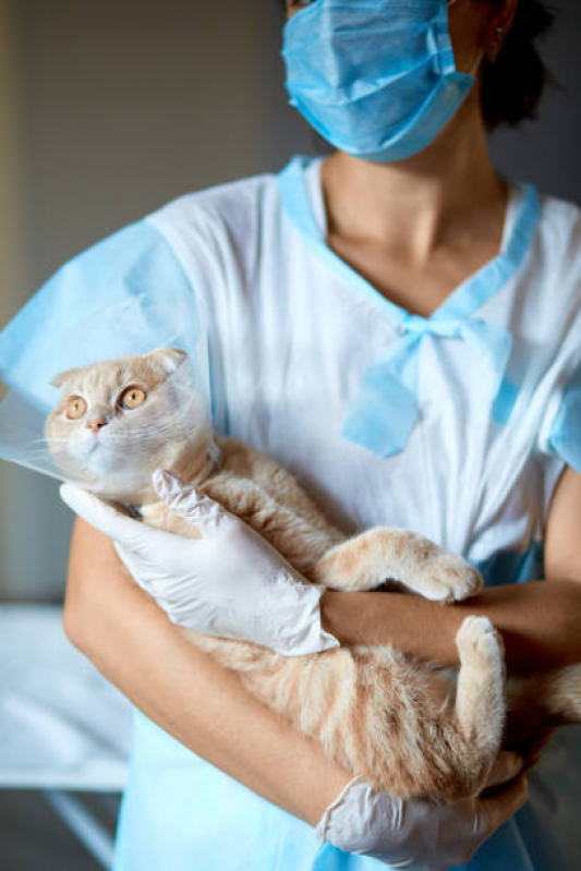 Cirurgia de Castração para Gatos Catanduvas de Dentro - Cirurgia de Castração para Gatos