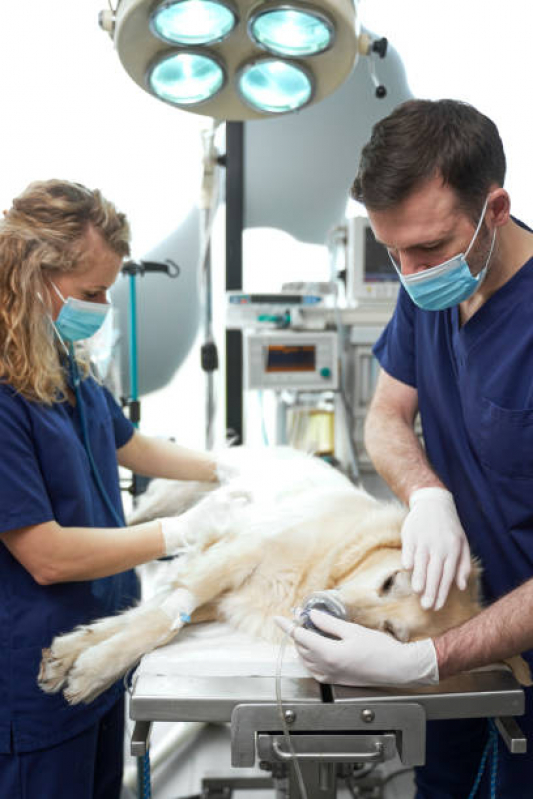 Cirurgia de Patela em Cachorro Fernandes Pinheiro - Cirurgia de Castração de Cachorro