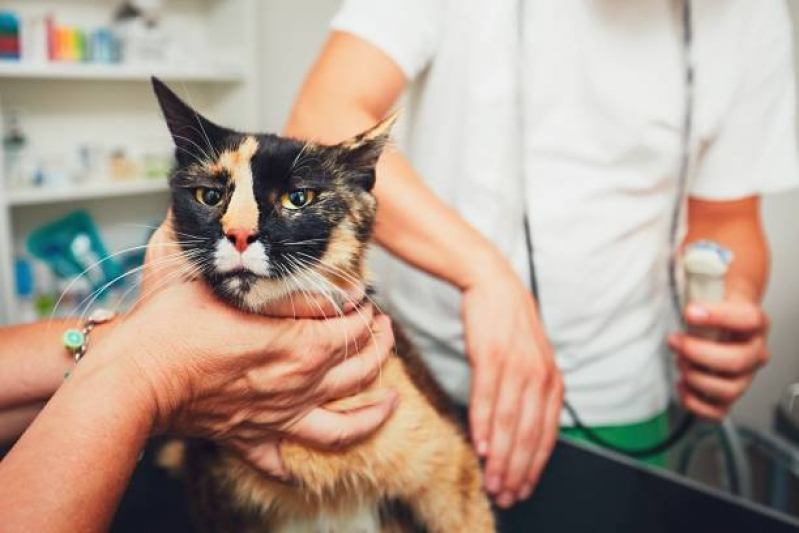 Cirurgia em Gatos Passo do Pupo - Cirurgia de Castração para Gatos