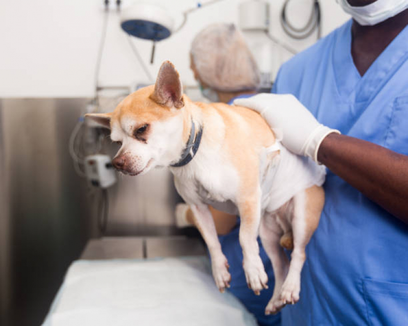 Cirurgia Hérnia de Disco Cachorro Agendar Sete Saltos - Cirurgia de Castração de Cachorro