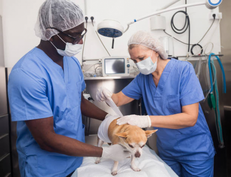 Cirurgia Hérnia de Disco Cachorro Taquaruçu - Cirurgia de Castração para Gatos