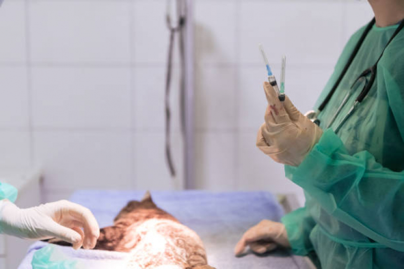Cirurgia para Cães e Gatos Agendar Biscaia - Cirurgia de Castração de Cachorro Ponta Grossa