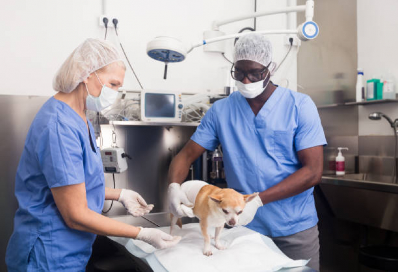 Cirurgia para Cães e Gatos Colonia Dona Luzia - Cirurgia em Gatos