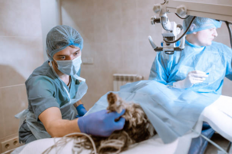 Cirurgia para Gatos Irati - Cirurgia para Cachorro