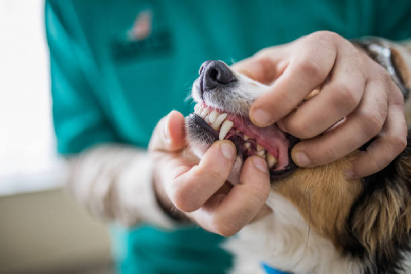 Clínica com Atendimento Veterinário Centro - Clínica Veterinária de Cães e Gatos